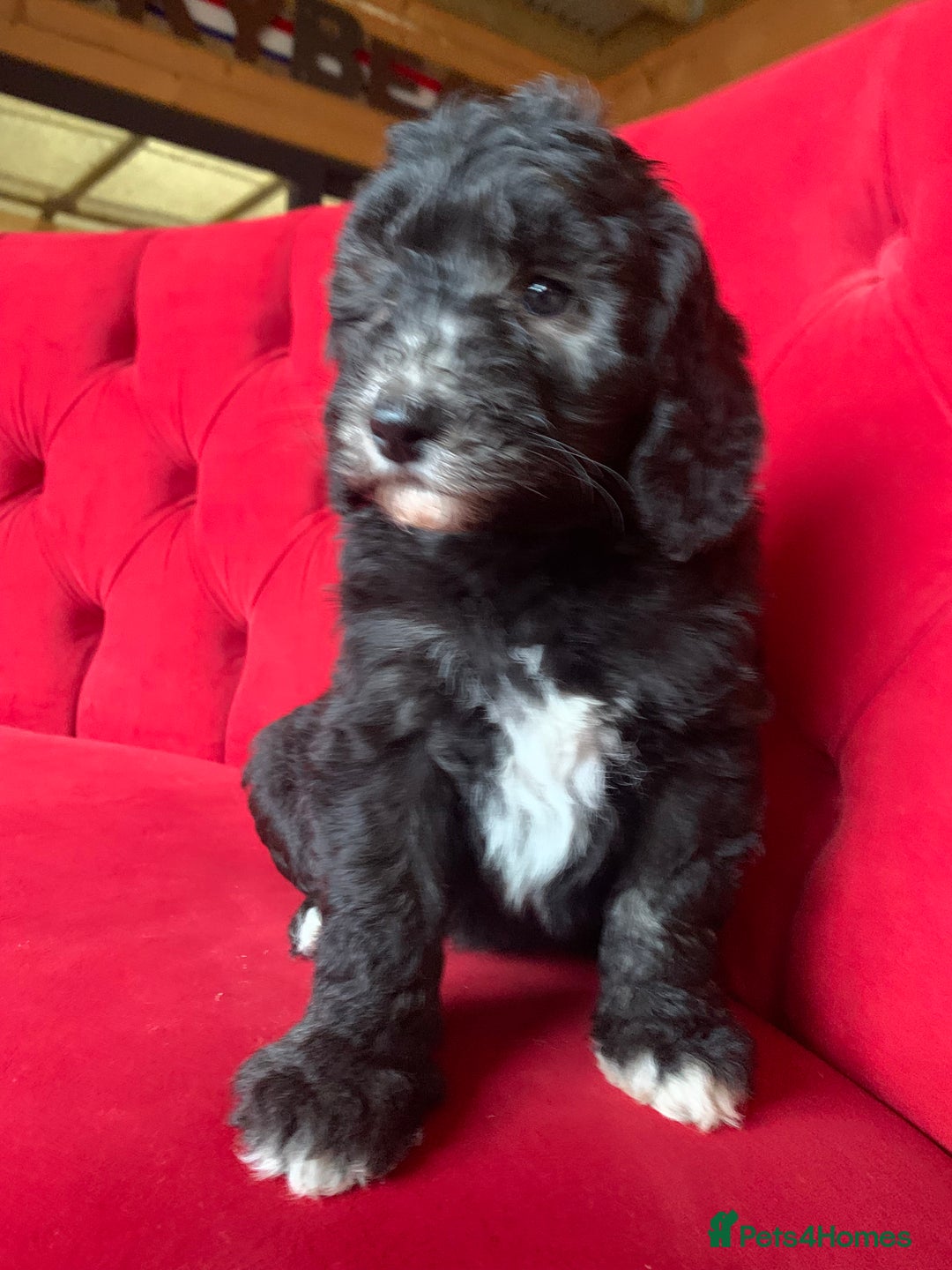 Sheepadoodle dogs for sale: Medium Sheepadoodle Puppies Available  - Advert 1