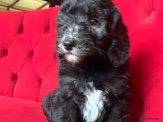 Sheepadoodle dogs - Advert 2