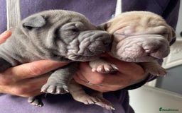 Staffordshire Bull Terrier dogs for sale: Blue staffy x sharpei  - Image 3