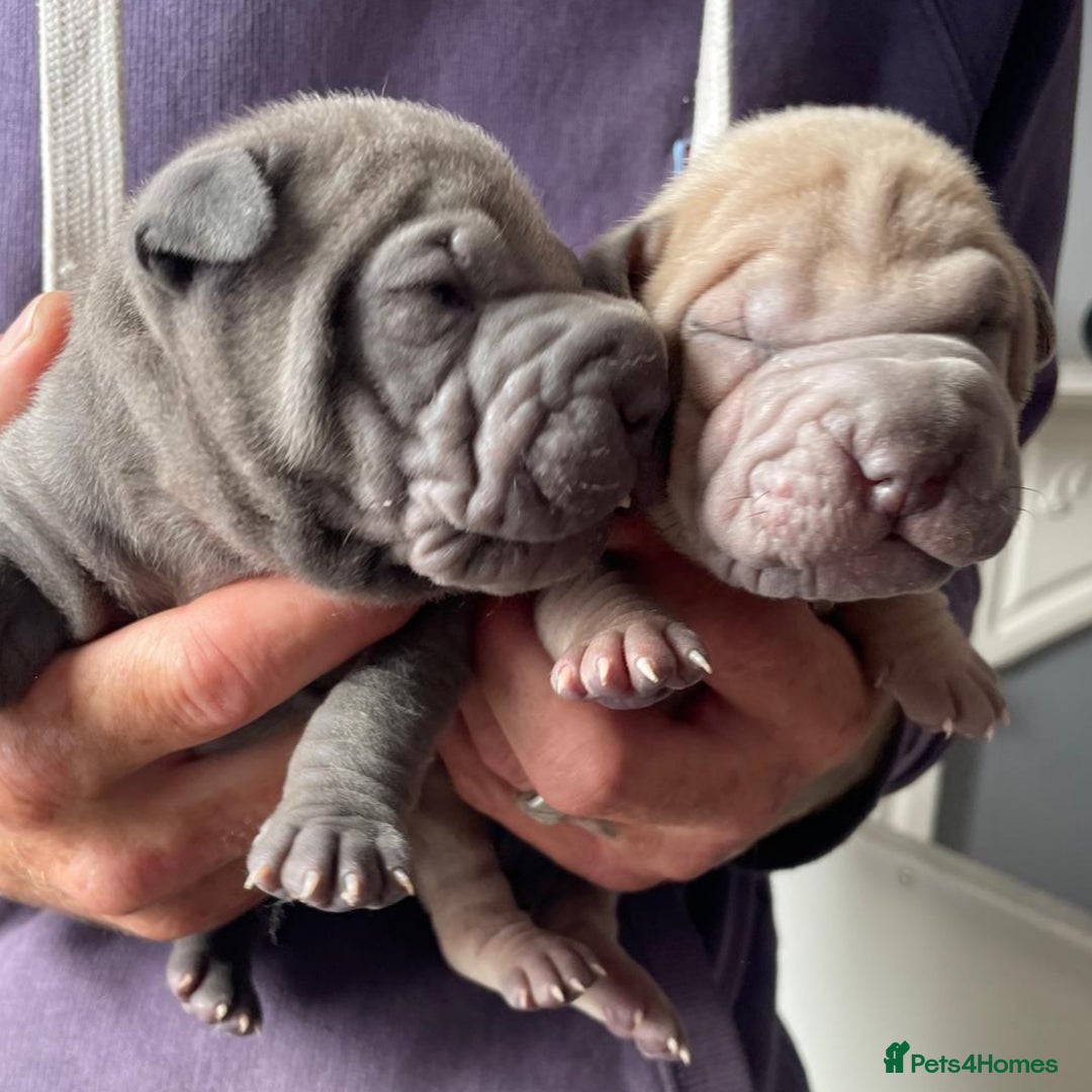 Staffordshire Bull Terrier dogs for sale: Blue staffy x sharpei  - Image 3
