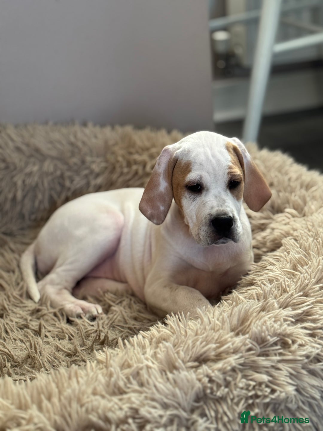 Pointer dogs for sale: Beautiful litter of Top Quality Pointer Puppies - Advert 31