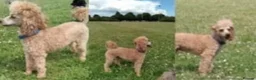 Toy Poodle dogs for sale: Kc red toy poodle puppys - Advert 4