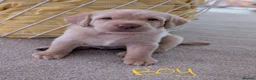Labrador Retriever dogs for sale: Fox red labrador puppies for sale - Advert 4