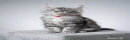 Maine Coon cats for sale: Several litters of Outstanding pedigree kittens  - Advert 4