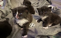 Mixed Breed cats for sale: Kittens - Image 2