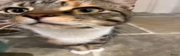 Mixed Breed cats for sale: Kittens - Advert 20