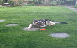 German Shepherd dogs for sale: ONE GIRL AVAILABLE -German shepherd puppies - Image 2