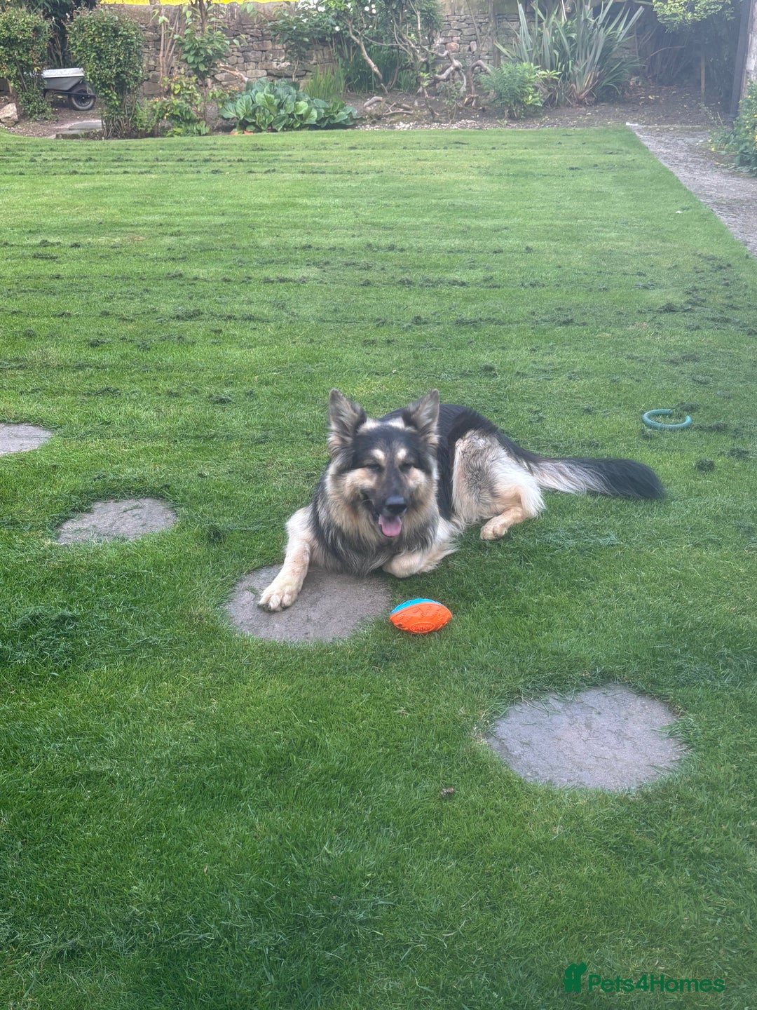 German Shepherd dogs for sale: ONE GIRL AVAILABLE -German shepherd puppies - Image 2