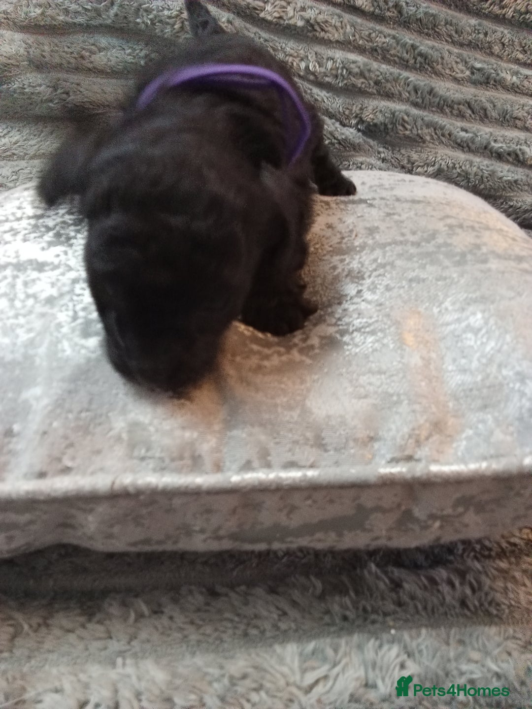 Jackapoo dogs for sale: Beautiful Jackapoos puppies - Advert 21