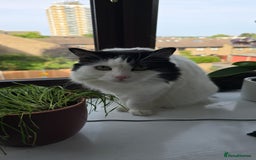 Mixed Breed cats for sale: Loving Indoor Cat Looking for a Good New Home - Image 11