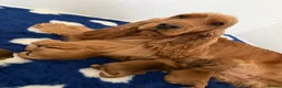 Cocker Spaniel dogs for sale: Villaspaniol lines KC show type cocker spaniels  - Advert 1