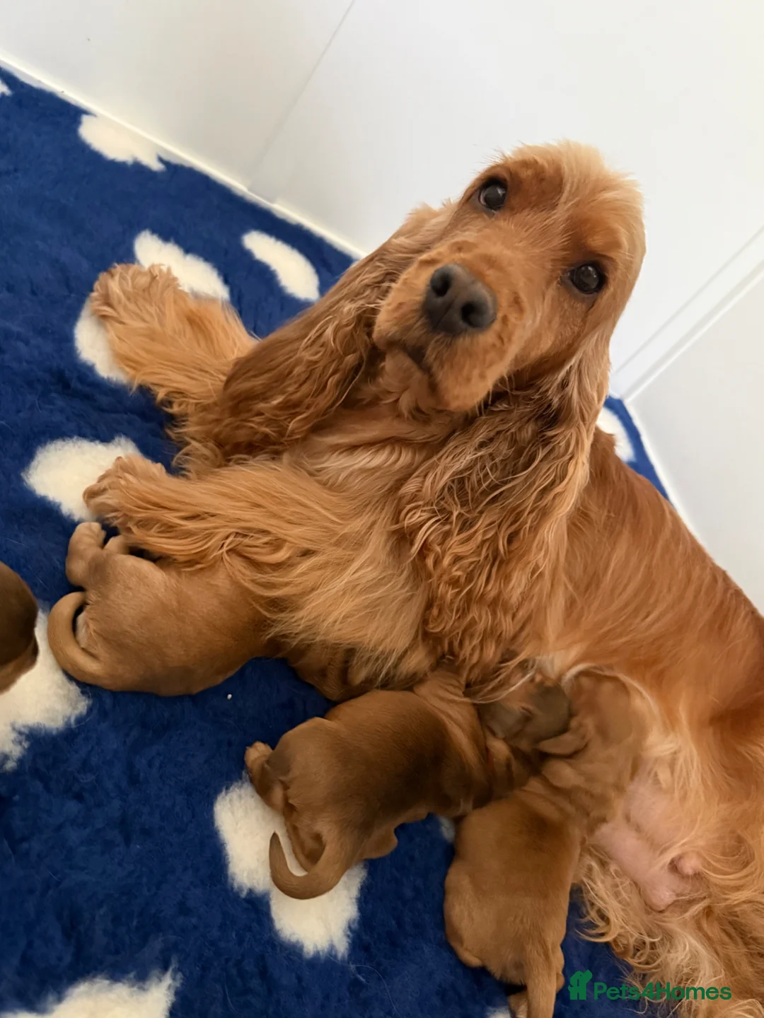 Cocker Spaniel dogs for sale: Villaspaniol lines KC show type cocker spaniels  - Advert 1