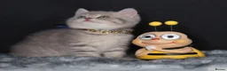 British Shorthair cats for sale: Registered Golden British Shorthaired kittens - Advert 3