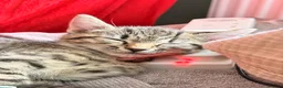 Mixed Breed cats for sale: Grey tuxedo cat mixed with tabby  in Bromley - Advert 6