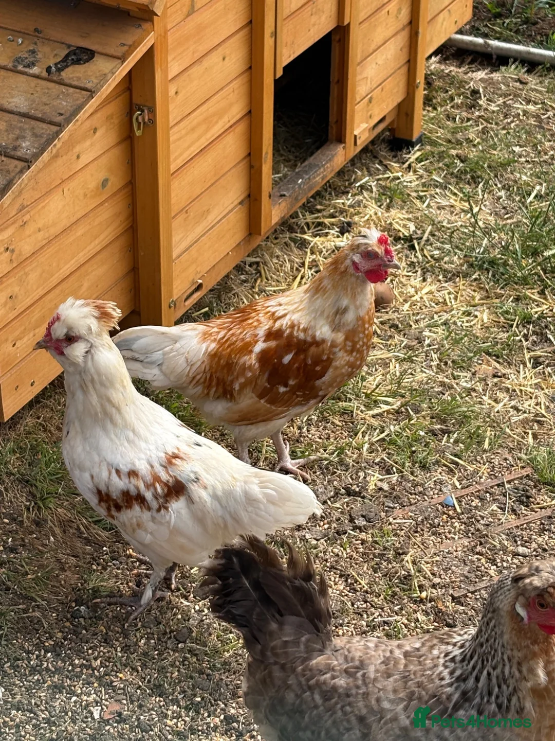 Mixed Breed poultry for sale: Polish x silkie bantam rooster in Bridlington - Advert 3