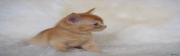 Burmese cats for sale: Championship Quality Kittens in Honiton - Advert 2