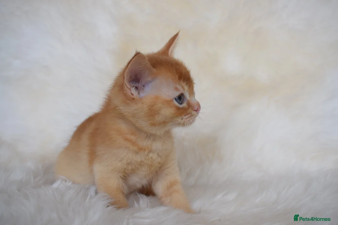 Burmese cats for sale: Championship Quality Kittens in Honiton - Advert 2