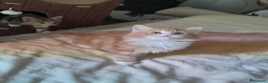 Fluffy 