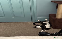 Mixed Breed cats for sale: Tuxedo male kitten  - Image 6