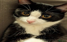British Shorthair cats for sale: read description - Image 2