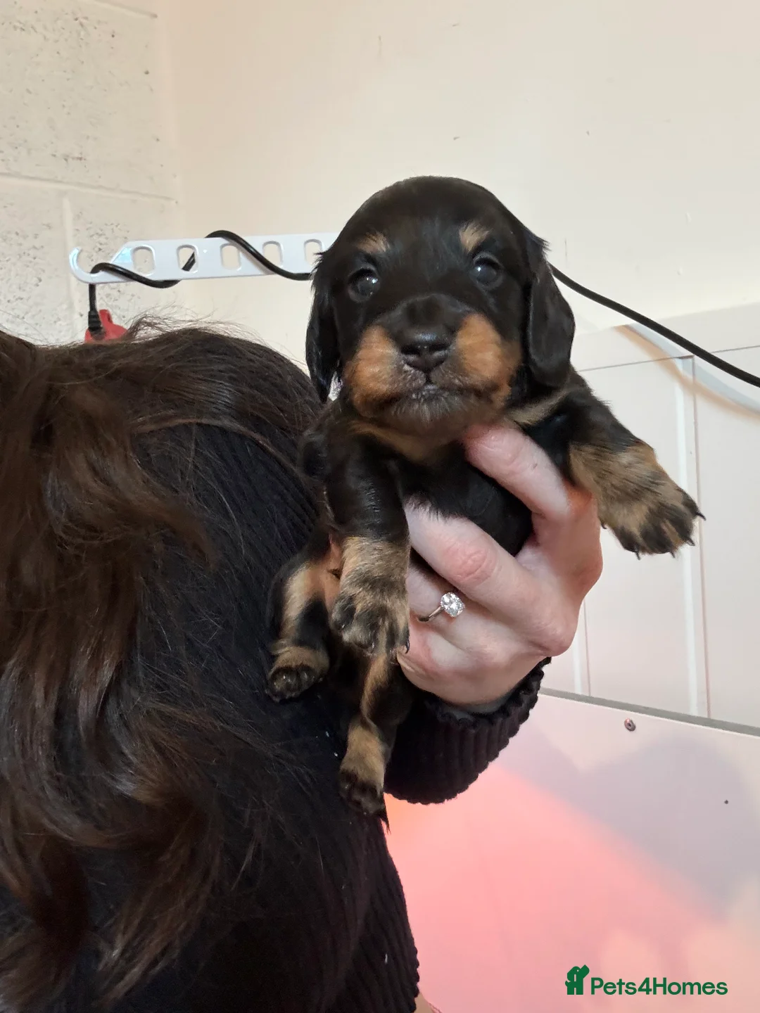 Dachshund dogs for sale: LONGHAIRED MINIATURE DACHSHUND KC REG PRA CLEAR - Advert 13