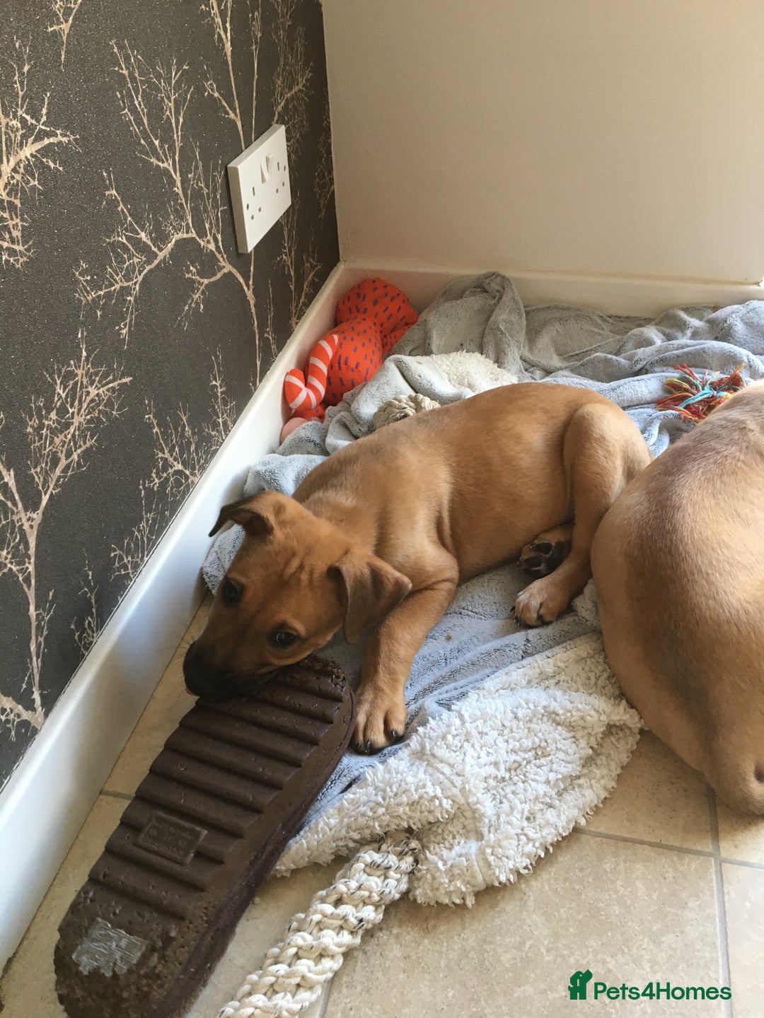 Mixed Breed dogs for sale: Belgian Malanois X American Bulldog  - Image 6