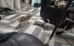 Mixed Breed dogs for sale: Name spud  - Image 3