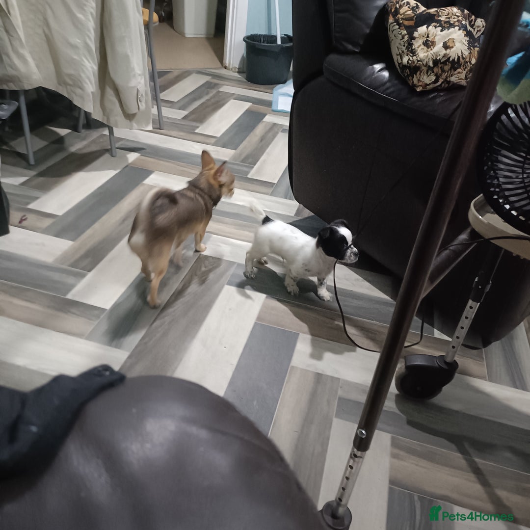 Mixed Breed dogs for sale: Name spud  - Image 3