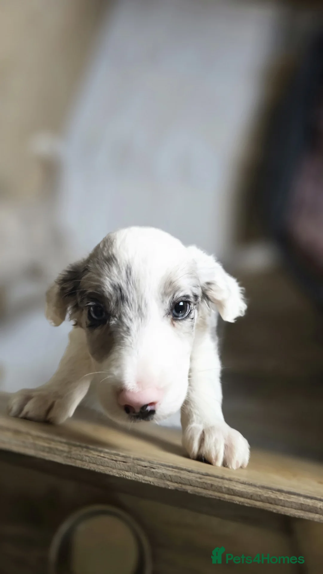 Sprollie dogs for sale: Beautiful sprollies - Advert 2