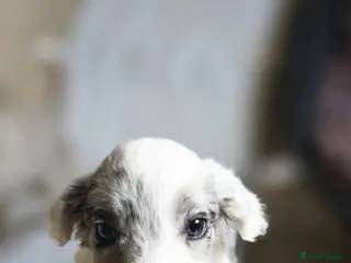 Sprollie dogs Beautiful sprollies - Advert 1