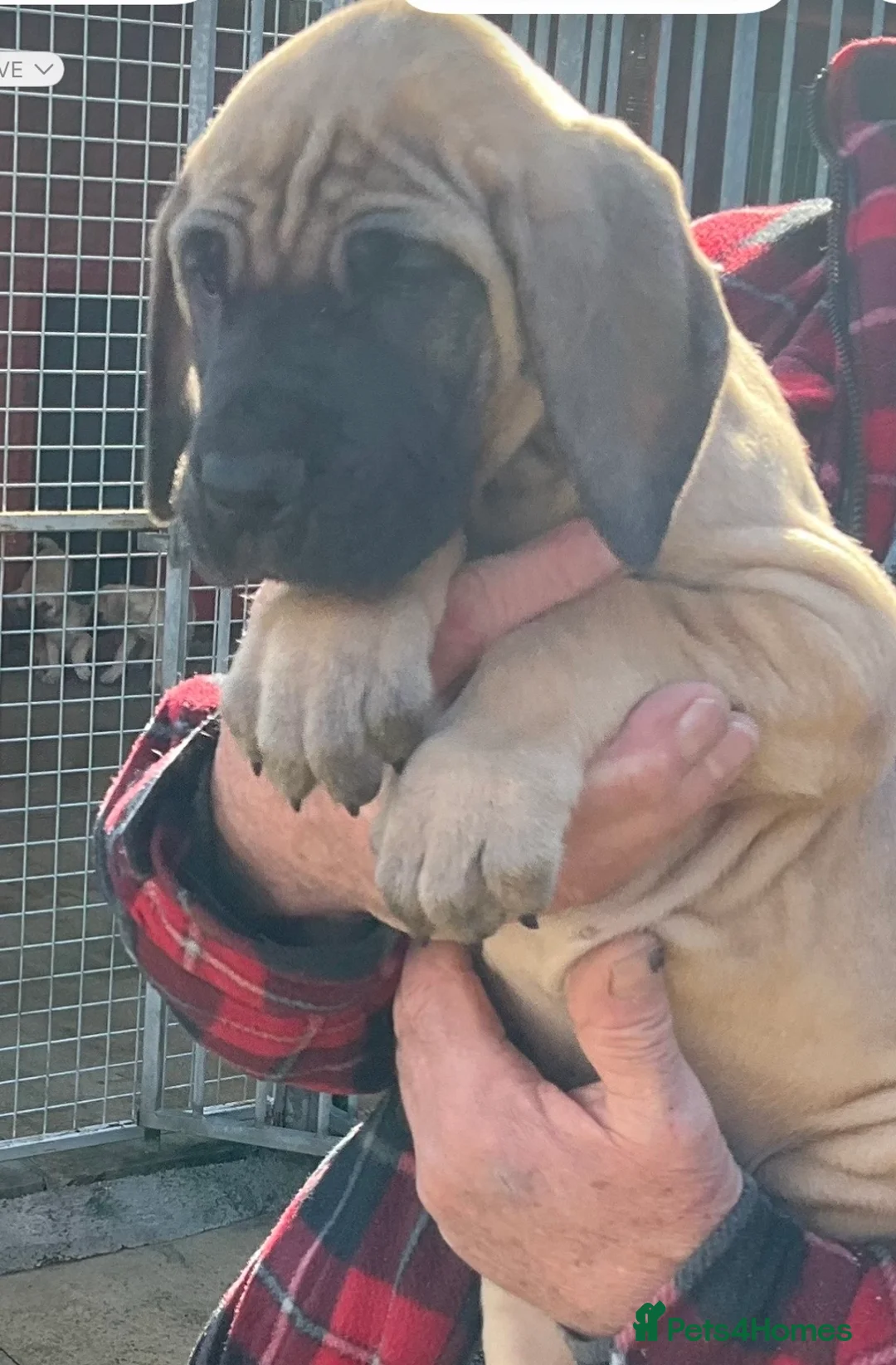Great Dane dogs for sale: Primus Great Danes - Advert 8