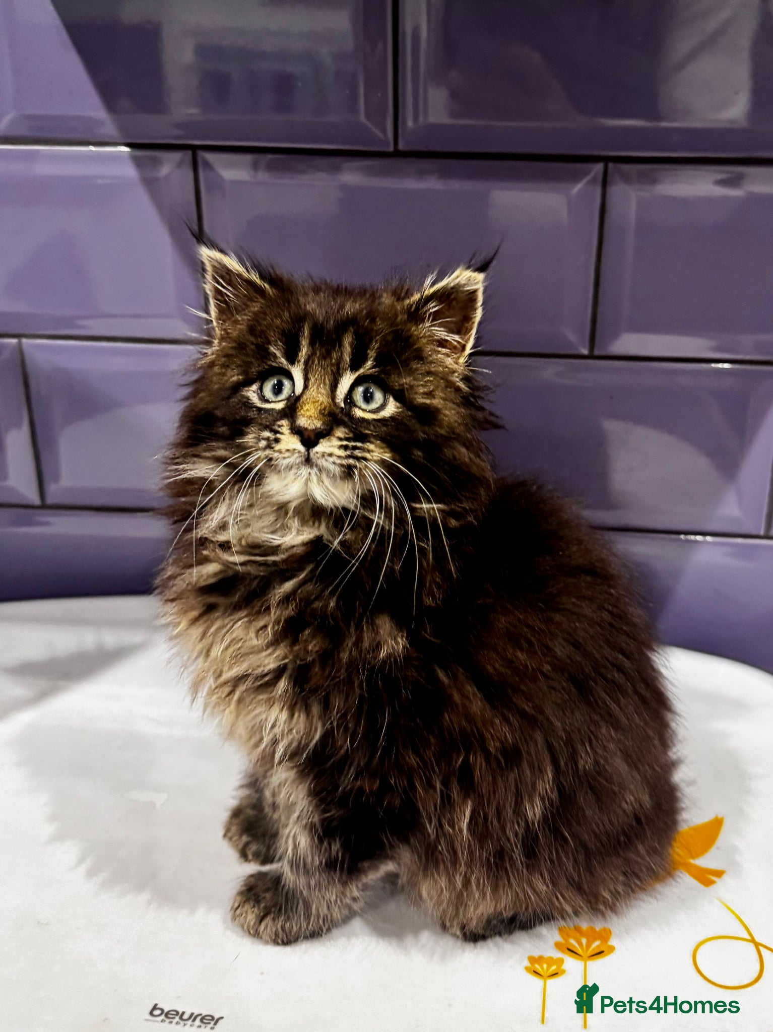 Maine Coon cats for sale: Pedigree Maine Coon Male Kitten in Newtownards - Advert 6