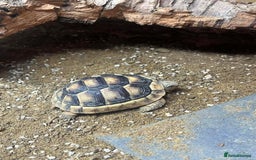 Bearded Dragon reptiles for sale: Variety of reptiles  - Advert 2