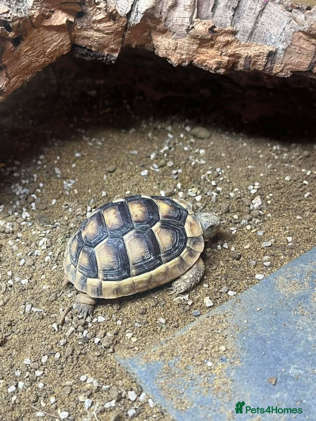 Bearded Dragon reptiles for sale: Variety of reptiles  - Advert 2