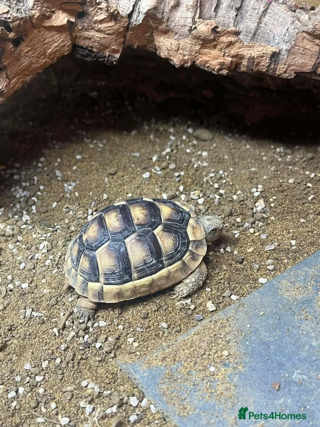 Bearded Dragon reptiles for sale: Variety of reptiles  - Advert 2