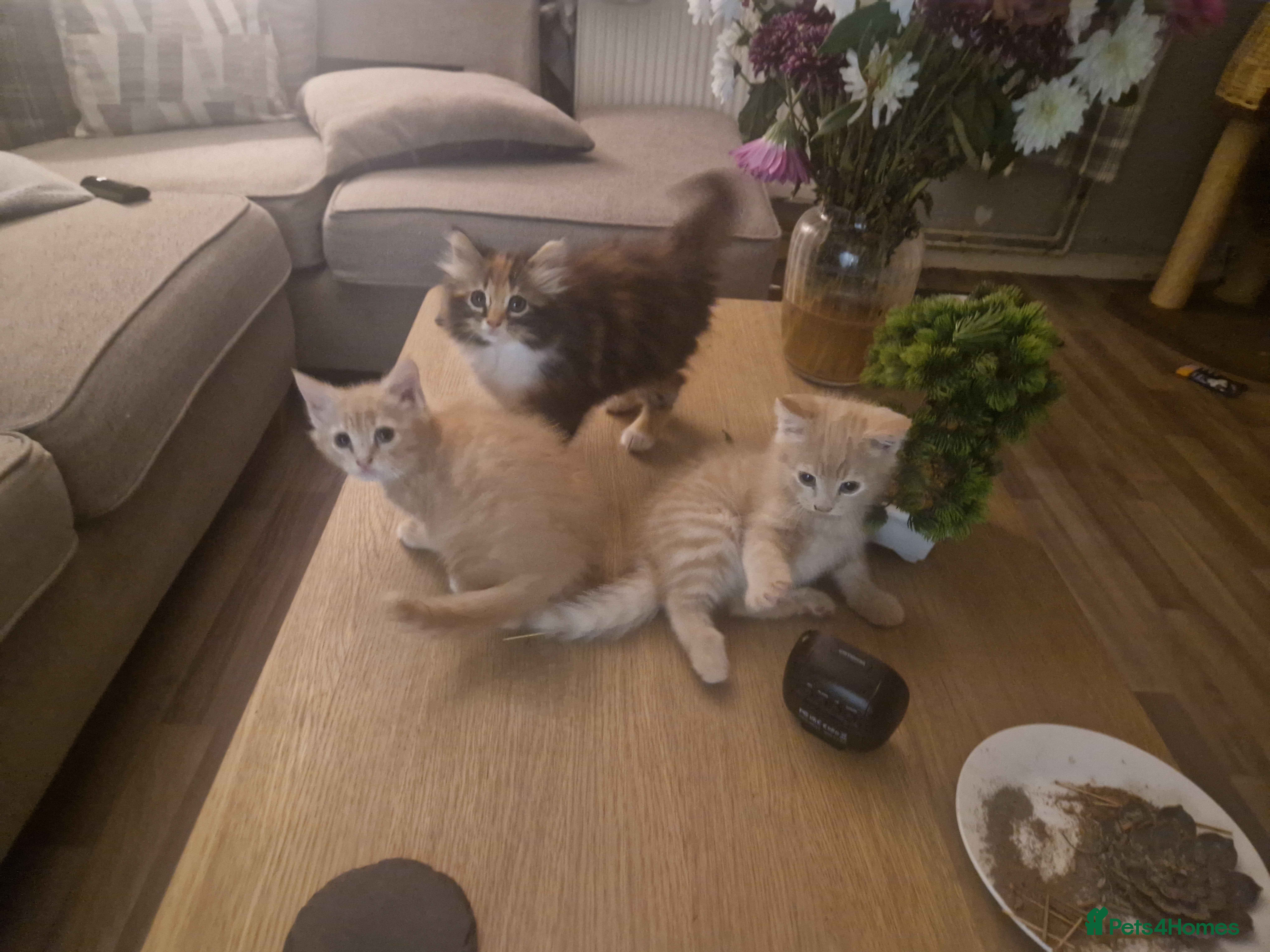 Mixed Breed cats 2 Male and 1 Female kitten for sale £60 Each  - Advert 2