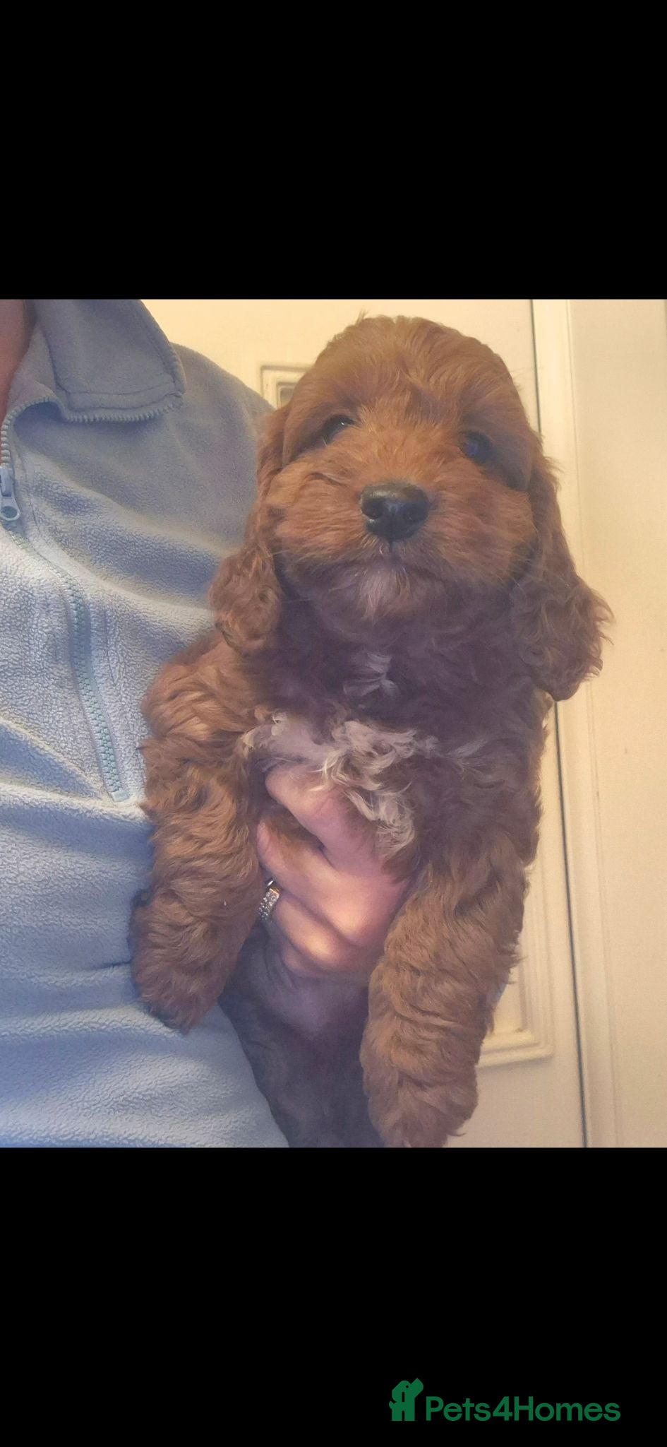 Cockapoo dogs ONE BOY REDUCED F1 SHOW extensively health tested  - Advert 14