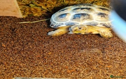 Tortoise reptiles for sale: Horsefield tortoise  - Image 1