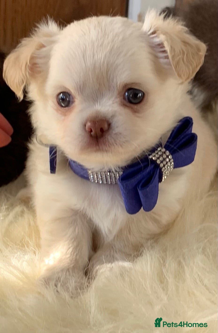 Chihuahua dogs 5* Licensed RKC Stunning Long Coat Chihuahuas - Advert 5