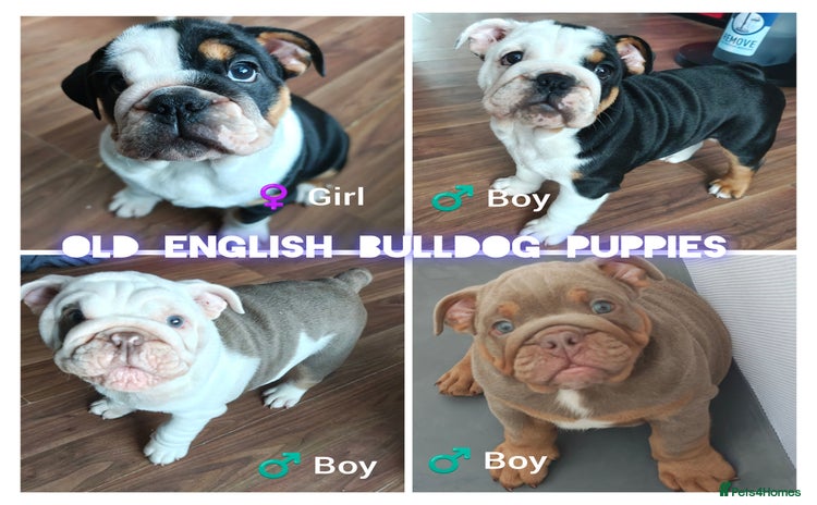 English Bulldog dogs - Advert 10