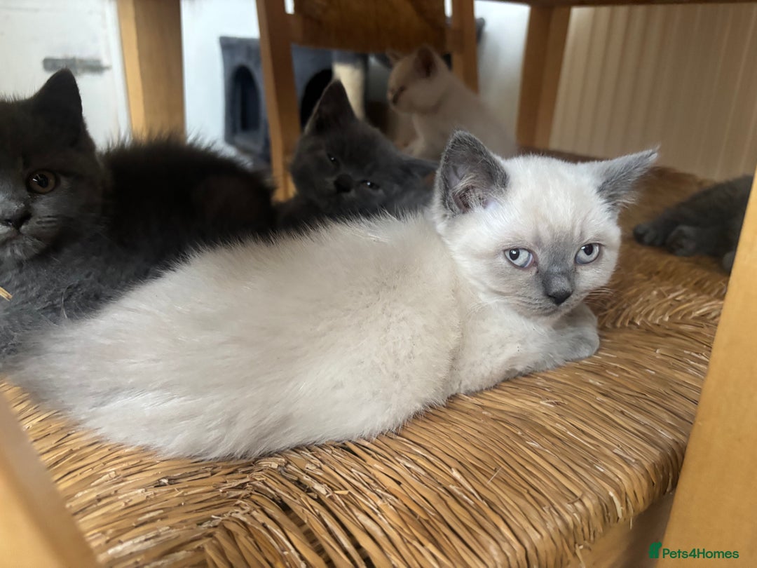 British Shorthair cats for sale: Beautiful British blues and colourpoints  - Image 6