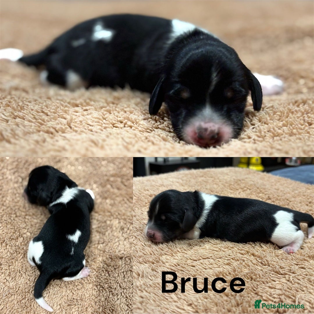 Miniature Dachshund dogs for sale: KC Registered Cream Long Hair Miniature Dachshunds - Advert 39