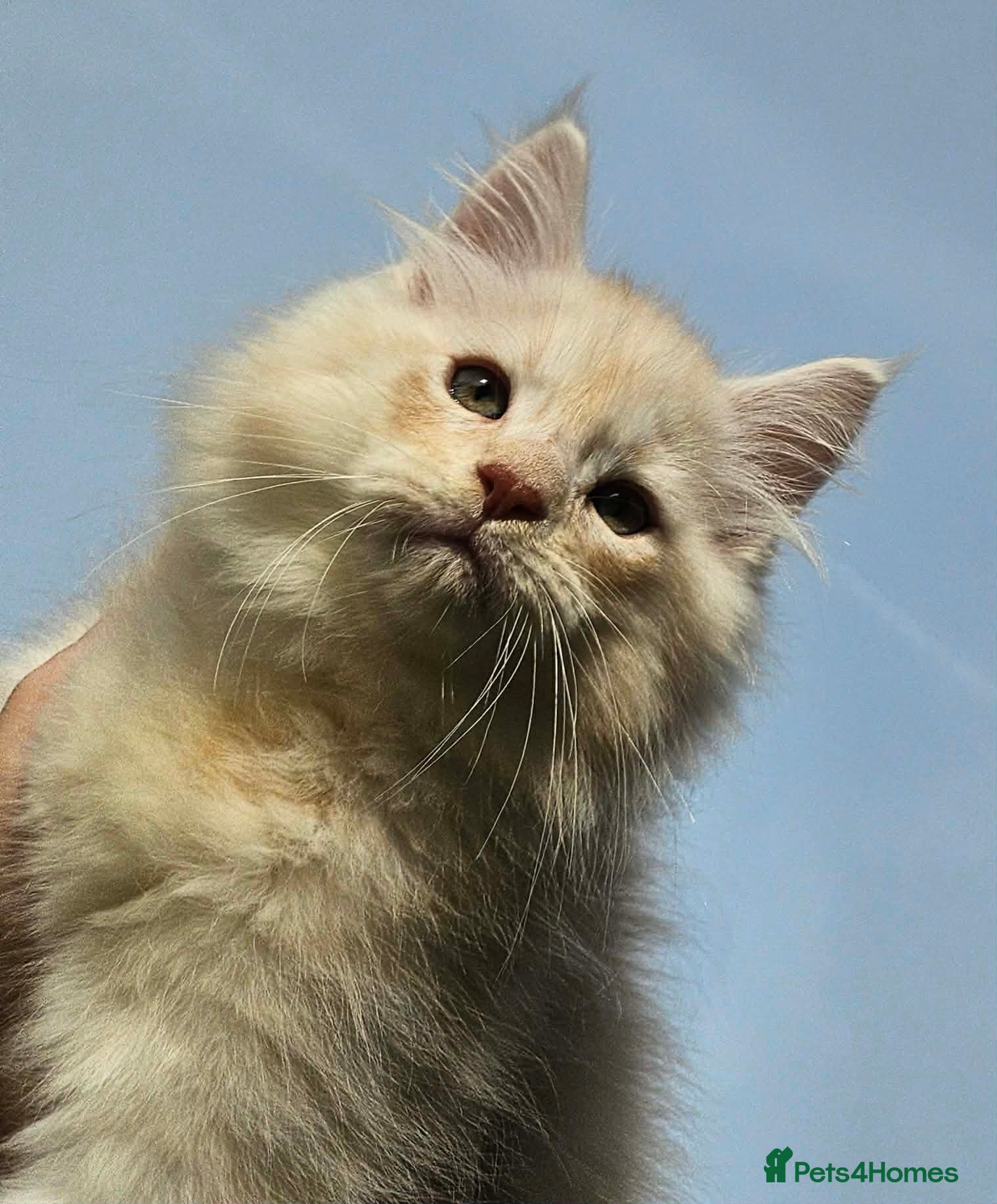 Maine Coon cats XXL Exceptional Pedigree Kittens Russian line - Advert 15