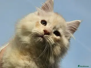 Maine Coon cats XXL Exceptional Pedigree Kittens Russian line - Advert 15