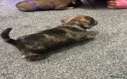 Miniature Dachshund dogs for sale: Miniature dachshunds  - Image 6