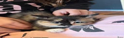 Mixed Breed cats for sale: Half Siberians  - Advert 8