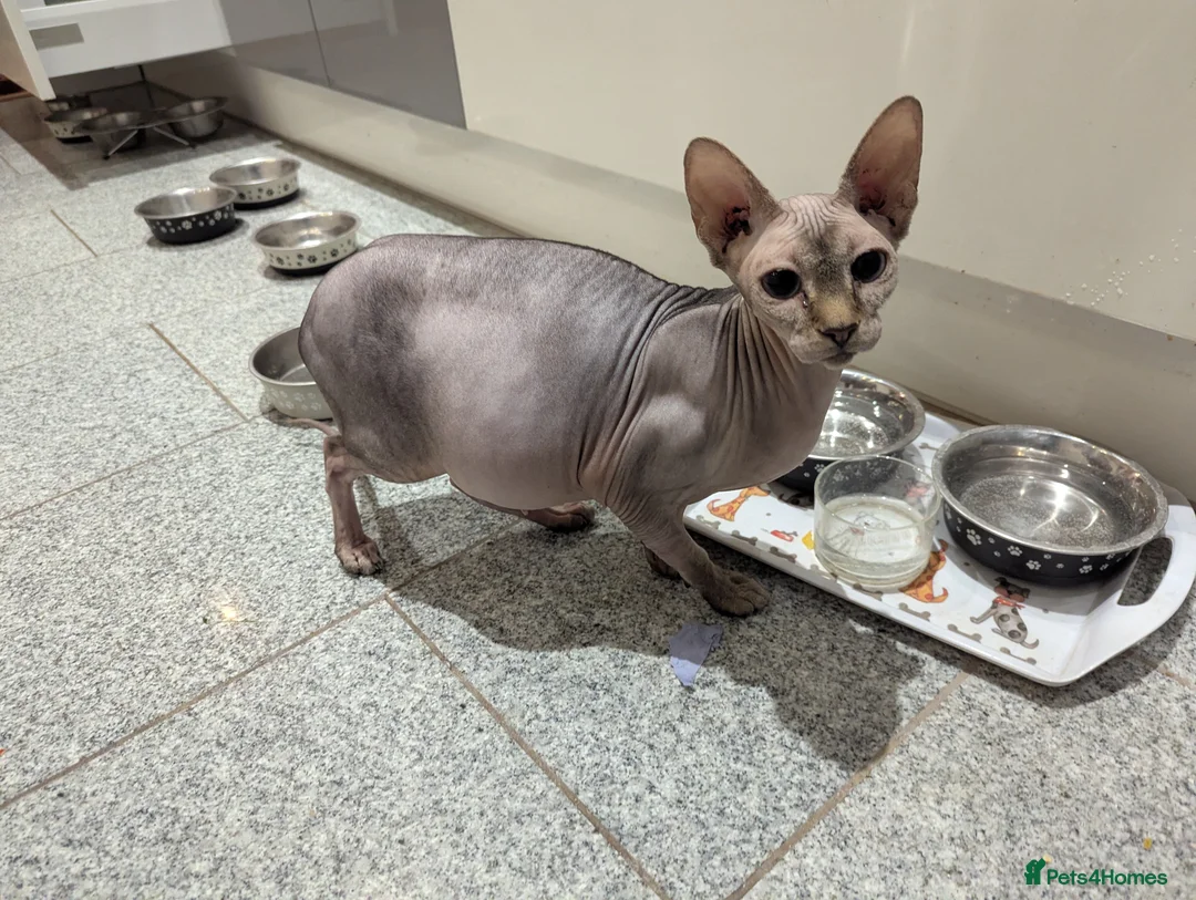 Mixed Breed cats for sale: Black short hair kitten with sphynx mother - Advert 5