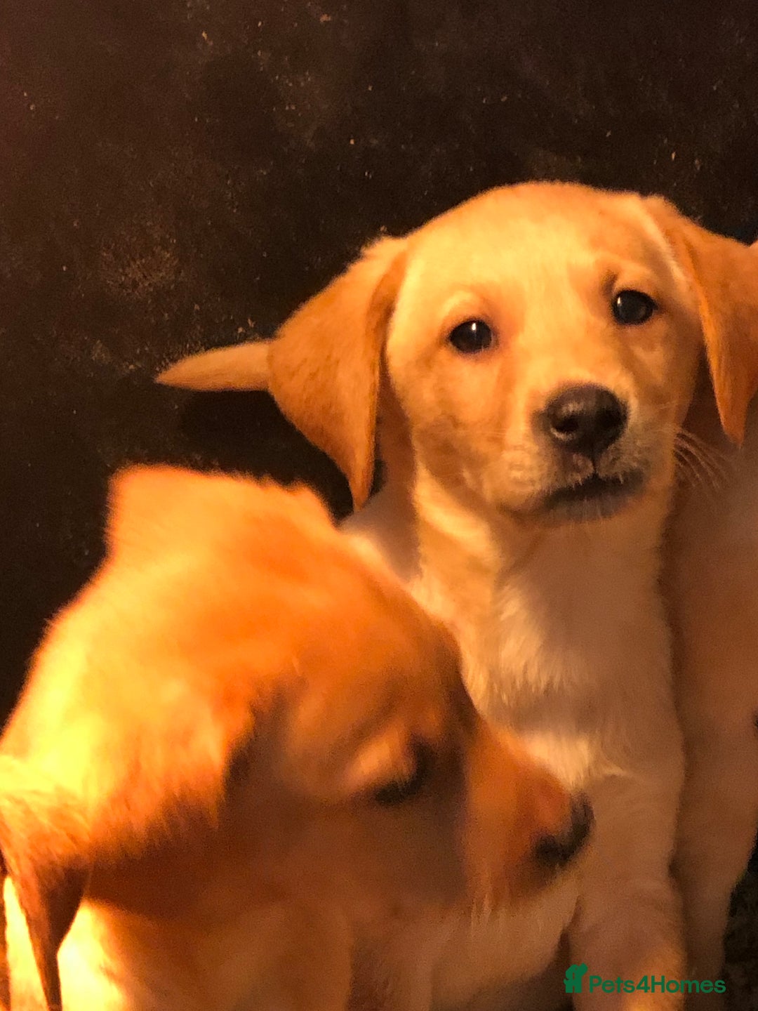 Labrador Retriever dogs for sale: chunky kc registered labrador pups - Advert 14