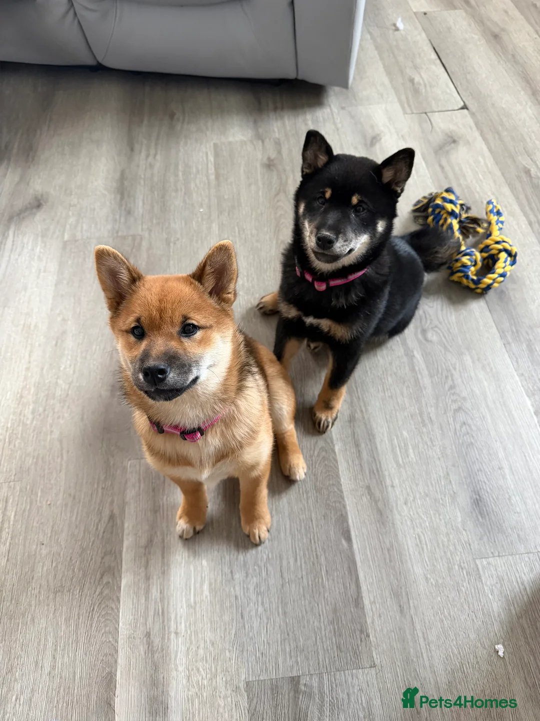Japanese Shiba Inu dogs for sale: Japanese Shiba Inu  - Advert 4