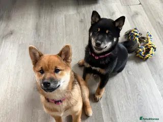 Japanese Shiba Inu dogs Japanese Shiba Inu - Advert 2